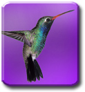 Epson RX 685 compatible Ink- Humming Bird